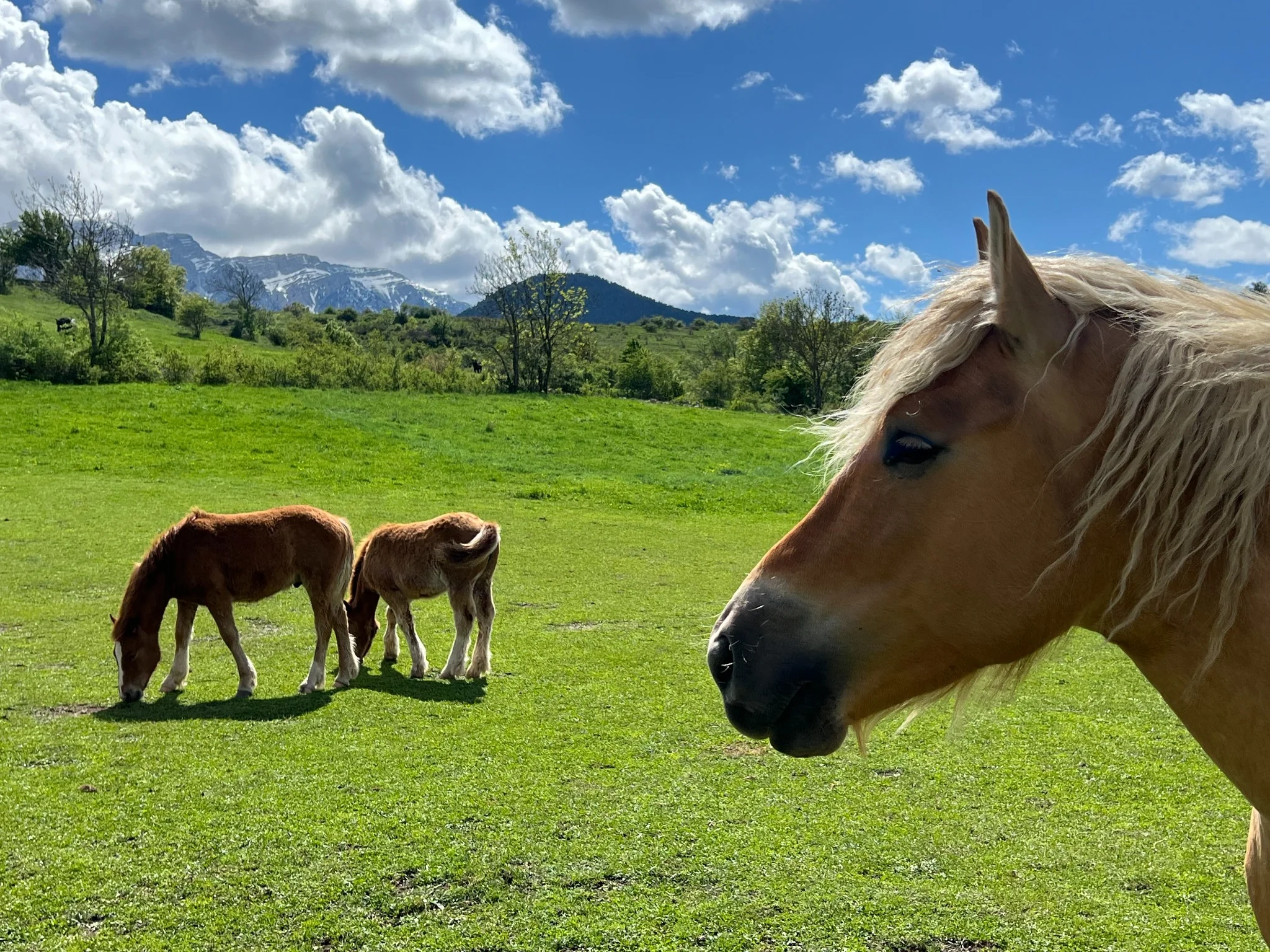 Els cavalls ens visiten cada tarda al prat de Cal Toni de Béixec
